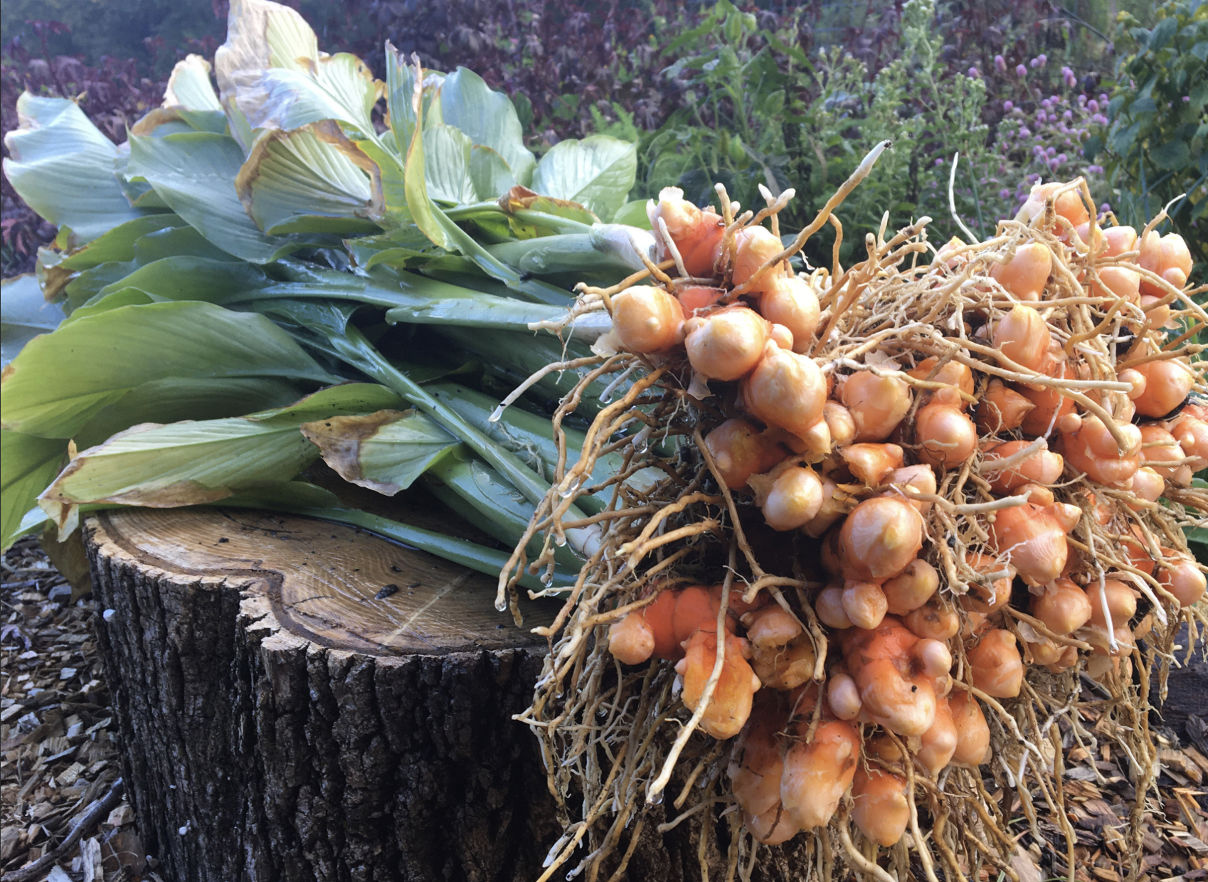 Yellow Turmeric Rhizomes with plant stems sitting on a stump